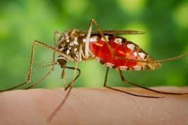 انگل‌های تراریخته؛ حافظ شما در برابر بیماری مالاریا