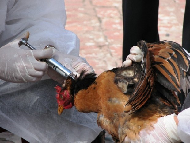 شیوع آنفلوآنزای مرغی در استان آذربایجان شرقی بررسی و آسیب شناسی شد: