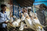 تاکید بر تسریع انتقال بازار پرنده فروشان قزوین