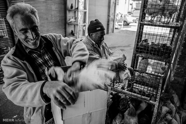 انتقال بازار پرندگان از داخل شهر قزوین تسریع شود