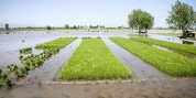 خسارات ۱۲۸ میلیارد تومانی سیل به بخش کشاورزی بروجرد