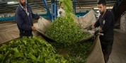 تولید 7000 تن چای خشک در استان های گیلان و مازندران