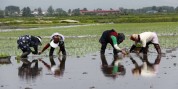 کاشت ۴۰ درصد برنج کشور در استان گیلان