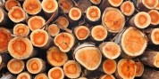 کشف 10 تُن محموله چوب قاچاق در بوکان