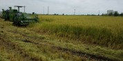 استان گیلان دومین قطب تولید برنج در کشور