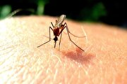 شناسایی دو مبتلا به مالاریا در غرب اهواز