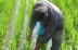 مبارزه بیولوژیک در 41 هزار هکتار از اراضی کشاورزی گلستان