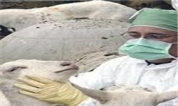 واکسیناسیون 132 هزار راس دام علیه بیماری سیاه زخم در مهاباد