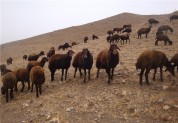 ۲ میلیون راس گوسفند در مناطق روستایی و عشایری استان ایلام واکسینه می‌شوند