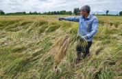 اجرای عملیات پدافند غیرعامل در مزارع برنج آمل