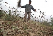 سمپاشی ۱۰ هزار هکتار از اراضی طارم علیه ملخ مراکشی/ کانون‌های درگیر با آفت ملخ در طارم شناسایی شد