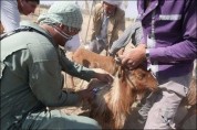 کنترل تب برفکی در استان همدان/بیش از یک میلیون راس دام واکسینه شد