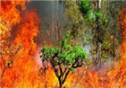 209هکتار از جنگل ها ومراتع کهگیلویه بویراحمد در آتش سوخت