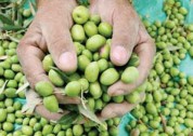برگزاری رزمایش مقابله با آفت مگس زیتون در رودبار با همکاری قرارگاه زیستی استان گیلان