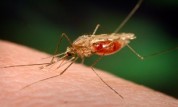 200 بیمار مبتلا به مالاریا در بوشهر شناسایی شدند