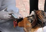 طرح پایش آنفلوآنزای فوق حاد پرندگان در استان بوشهر اجرا شد