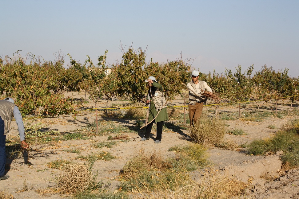 اجرای مانور وقوع بیماری قرنطینه ای آتشک درختان میوه دانه دار در بردسیر