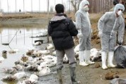 آنفلوآنزای فوق حاد پرندگان در کمین کرمانی‌ها
