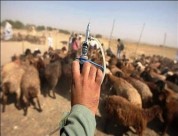 مشاهده آثار آنفلوآنزای پرندگان در یزد، بررسی درقرارگاه زیستی استان کرمان