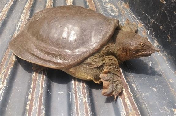 تهدیدات نگهداری از لاک‌پشت نرم چینی توسط کشاورزان گیلان