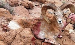جولان شکارچیان خارجی در ایران با مجوز محیط زیست