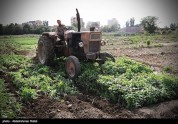 امحای ۶ هکتار سبزی آلوده به فاضلاب در همدان