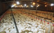 ۵ میلیون و ۴۰۰ هزار قطعه مرغ براثر بیماری در استان قزوین تلف شدند