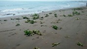 جمع آوری گیاه مهاجم سنبل آبی از سواحل رودسر