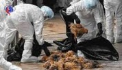 تایید یک مورد آنفلوآنزای مرغی در پرندگان مازندران