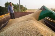 خرید گندم در خوزستان از یک میلیون و ۱۵۰ هزار تن گذشت