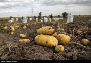 همدان قطب تولید سیب‌زمینی کشور پنجه در پنجه گرانی