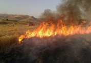 آتش سوزی به بیش از ۱۹۴ هکتار از اراضی کشاورزی اندیمشک خسارت وارد کرد