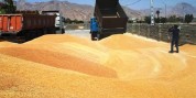 پیش‌بینی تولید 121 هزار تُن گندم در چهارمحال و بختیاری
