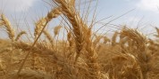 افزایش 85 درصدی تولید گندم در گیلان