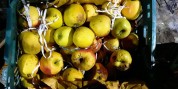 40 هزار تن سیب چگونه فاسد شد؟