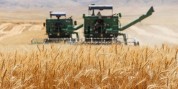 پیش‌بینی خرید ۲۵ هزار تن گندم در بروجرد