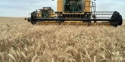 برداشت بیش از 142 هزار تن گندم از مزارع کرمانشاه