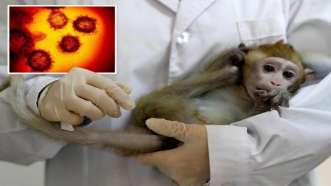 هشدار جدید سازمان جهانی بهداشت درباره آبله میمون