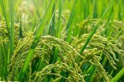 تغییر میکروبیوم برنج برای مقاومت بهتر در برابر عوامل بیماری‌زا