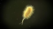 هشدار آمریکا در مورد شیوع باکتری «اشریشیا کلی»
