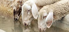 تلف شدن ۵۷۰ گوسفند در شوش در پی مسمومیت با آب کشاورزی آلوده