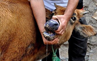 خسارت تب برفکی در صنعت دامداری فقط ۲ درصد بود