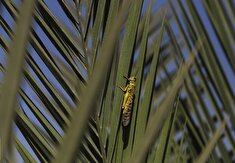 احتمال هجوم ملخ‌های صحرایی به مزارع کرمان