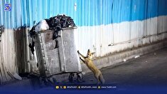 هشدار درباره شیوع انگل خطرناک لیشمانیوز