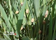 هشدار طغیان آفت سِن گندم در آذربایجان‌شرقی