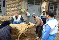 اجرای ۱۴ طرح پدافندی پایش بیماری‌های دامی و مشترک در لرستان
