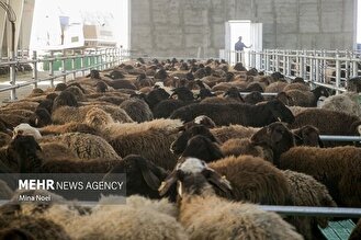 امنیت غذایی کشور با اصلاح نژاد دام‌های بومی تقویت می‌شود