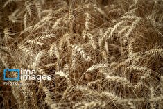 واردات ۱.۲ میلیون تن گندم کیفی برای حفظ ذخایر استراتژیک