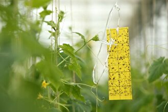 اجرای اولین مانور نظارت بر واحد‌های کنترل عوامل قرنطینه گیاهی در بندرانزلی