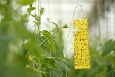 اجرای اولین مانور نظارت بر واحد‌های کنترل عوامل قرنطینه گیاهی در بندرانزلی